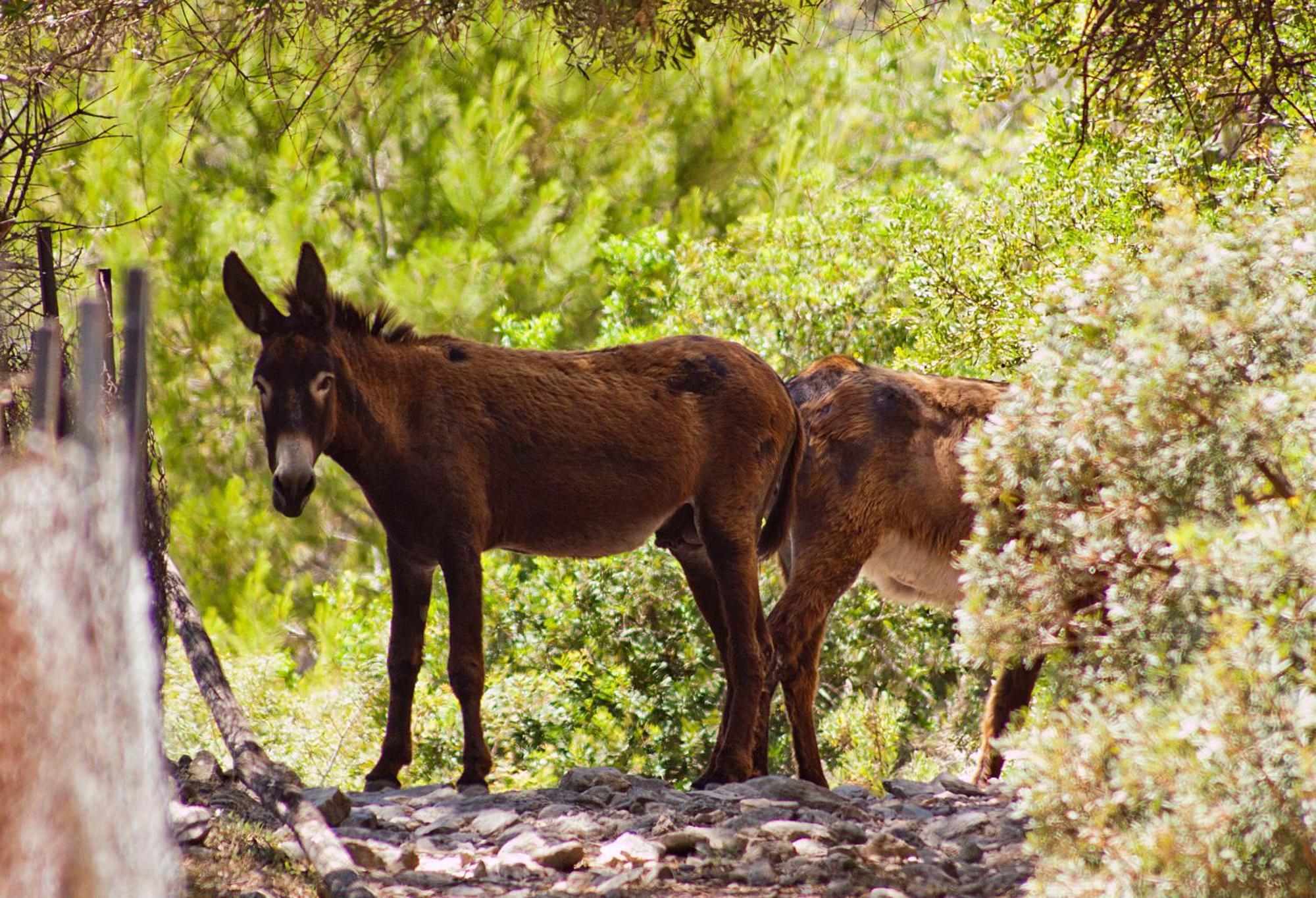 Es Moli Hotel Deià Kültér fotó